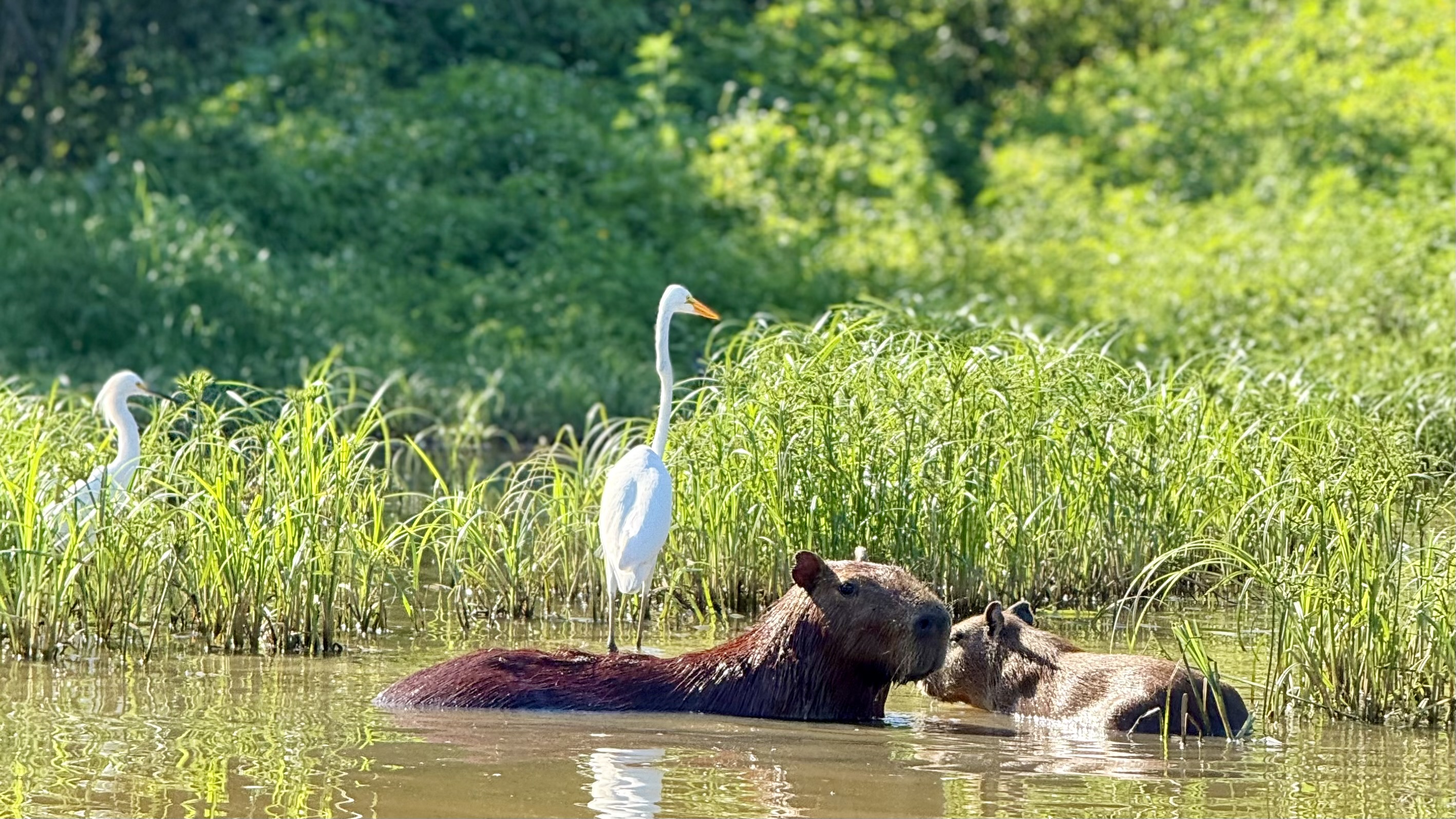 Windows Assembly Code Word Cloud