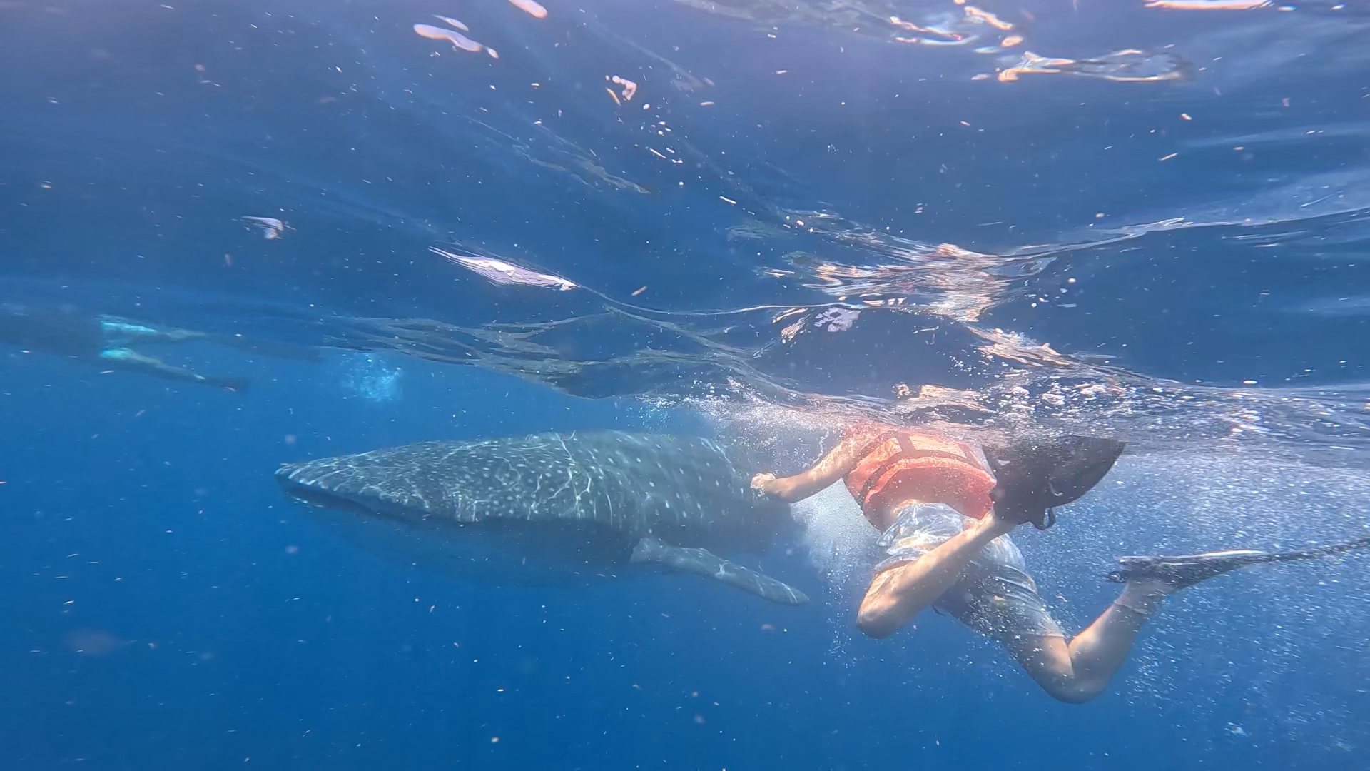 מקסיקו – היום שפגשתי כריש לוויתן